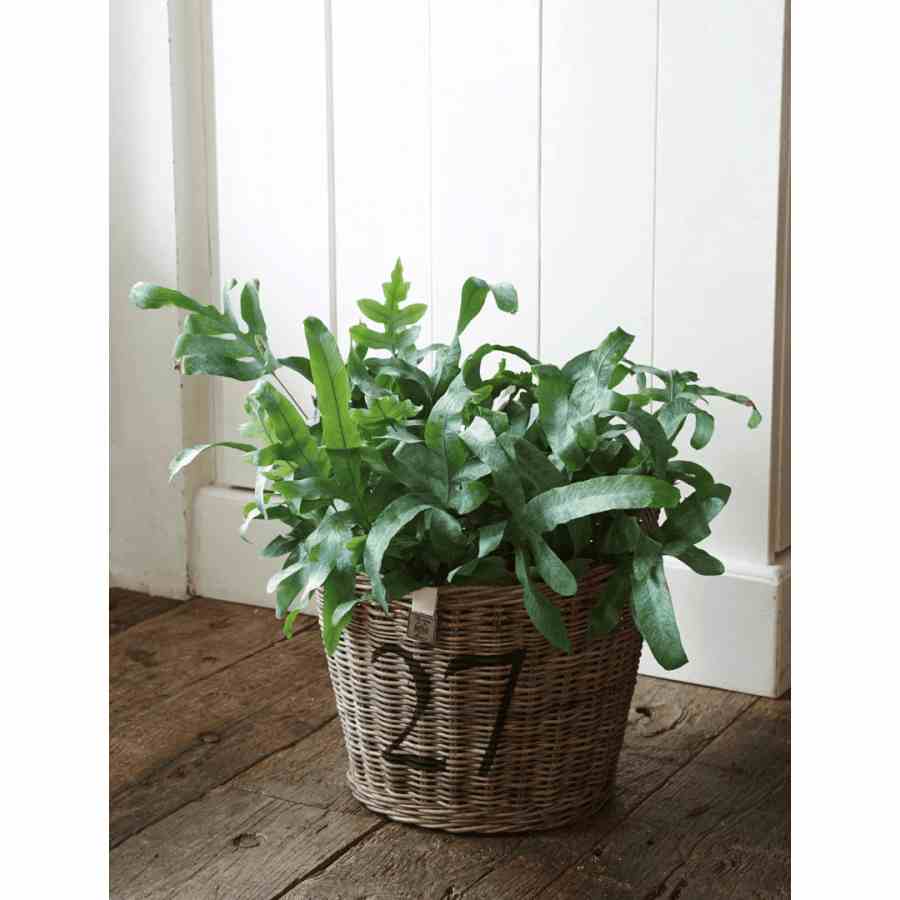 Rustic Rattan Planter M