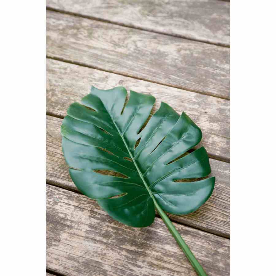 Monstera Leaf M