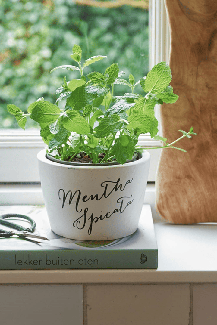 Tasty Herbs Metha Spicata Pot