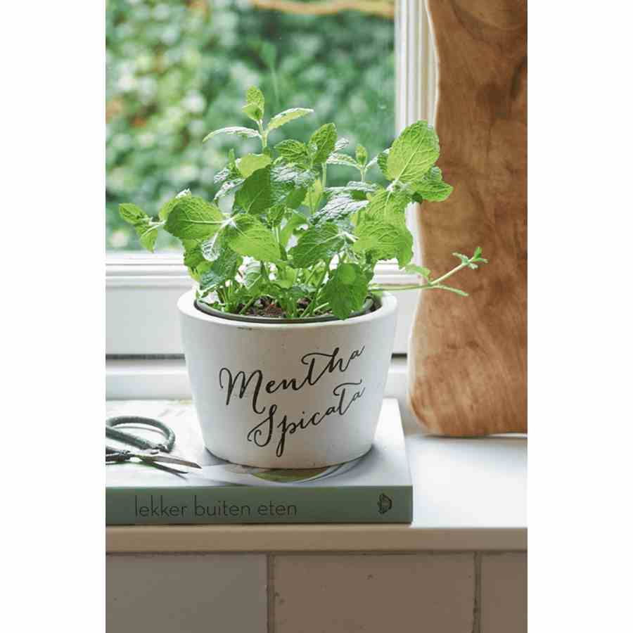 Tasty Herbs Metha Spicata Pot