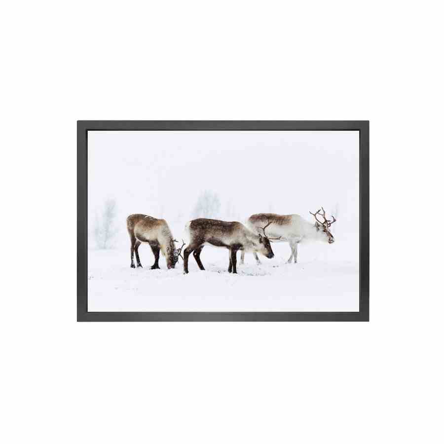 Bilde av Canvas picture 5cm black frame reindeer 90 cm x 150cm