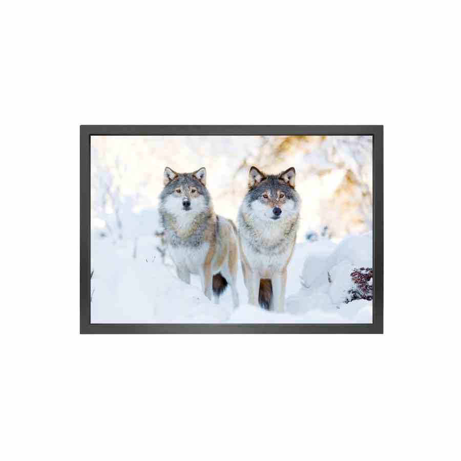Bilde av Canvas picture 5cm black frame Wolves 90 cm x 150cm