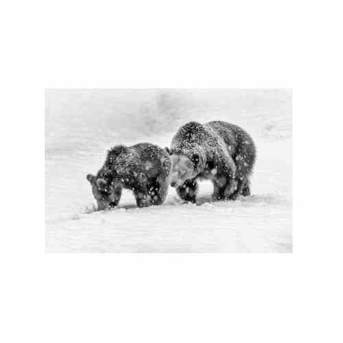 Bilde av Glass picture bear with cub