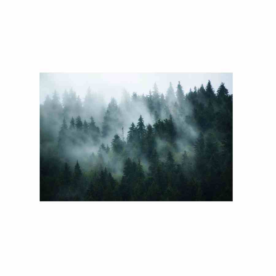 Bilde av Glass picture forest