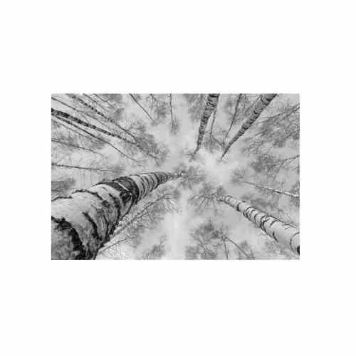Bilde av Glass picture birch forest