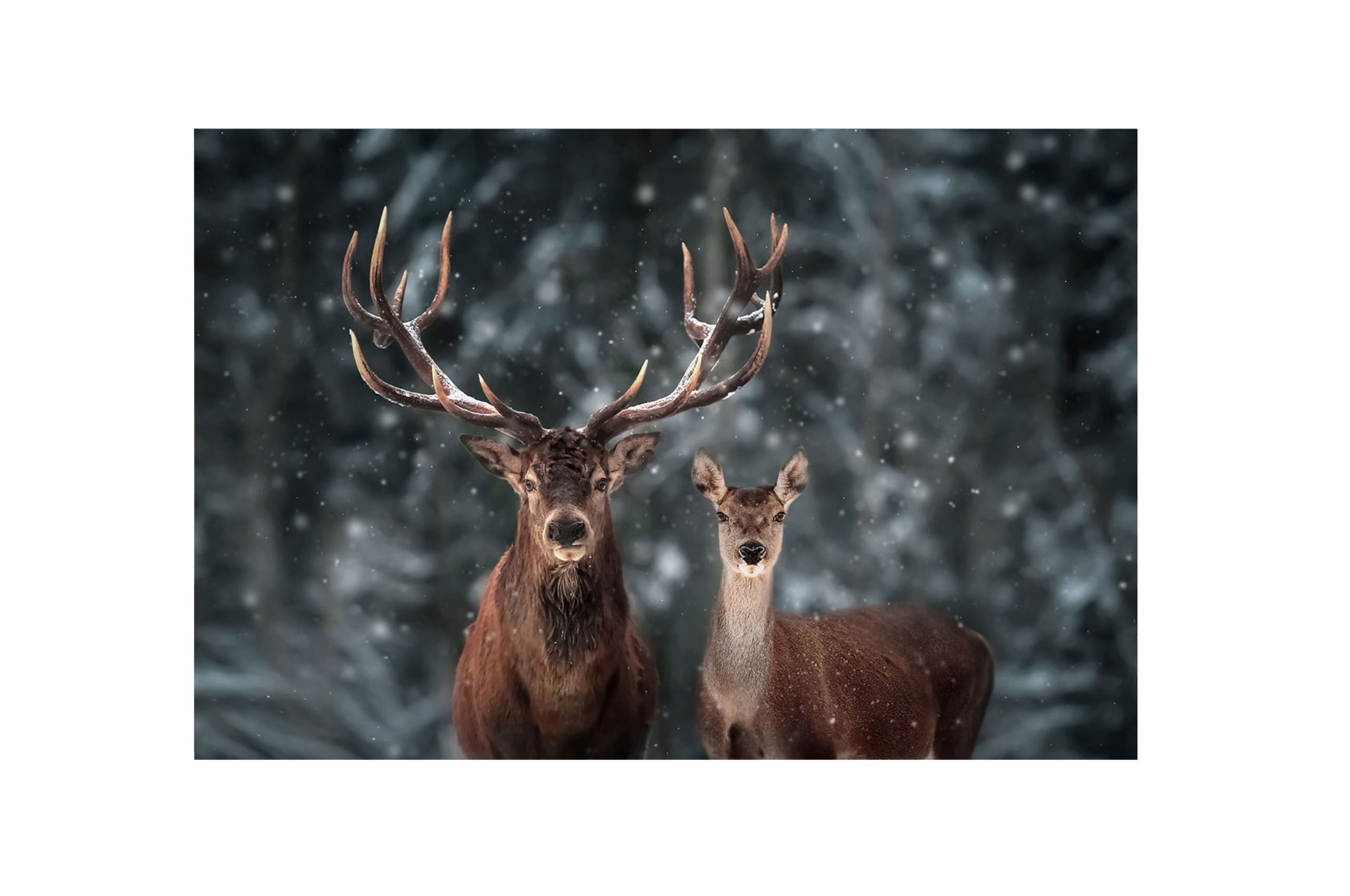 Bilde av Glass picture Rein deer