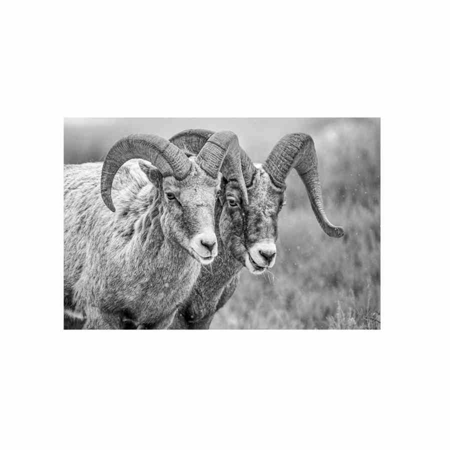 Bilde av Glass picture Goats