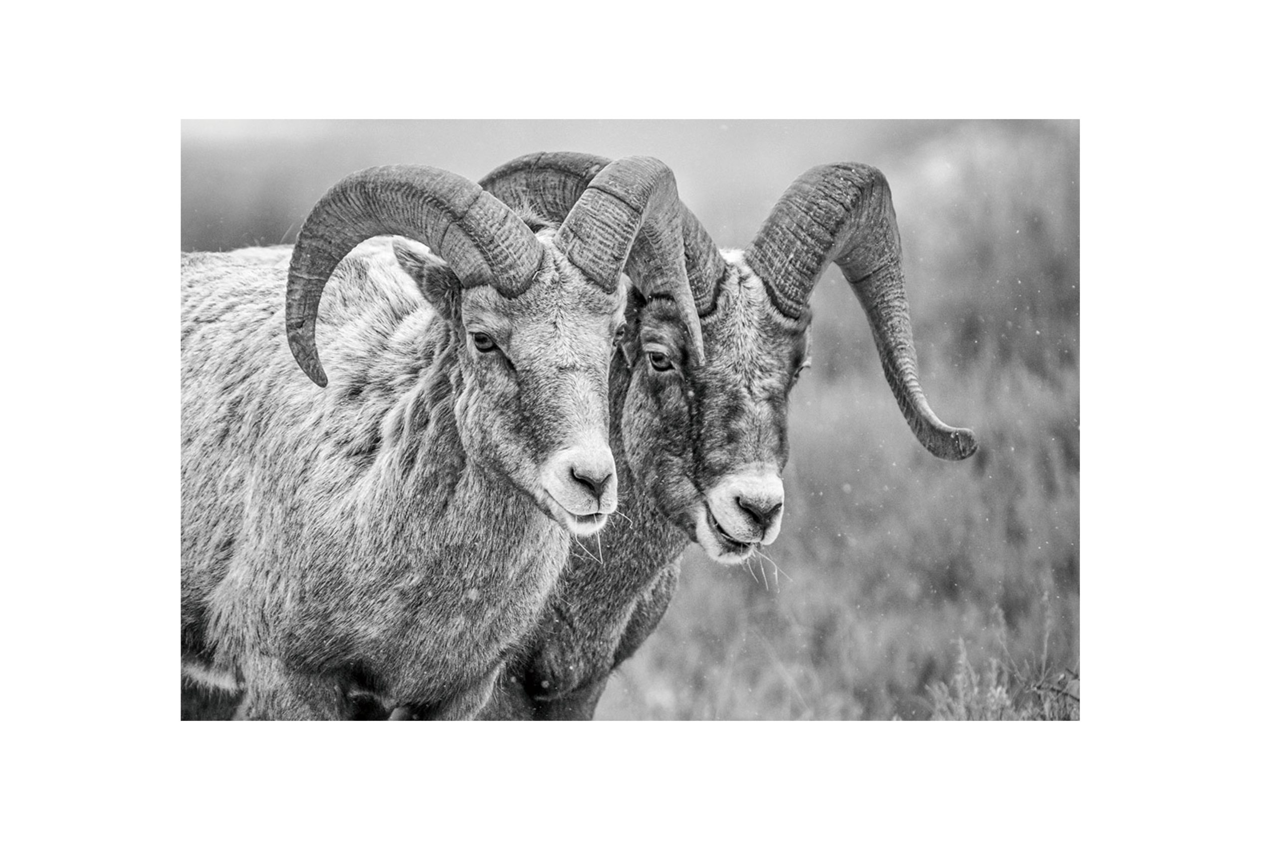 Bilde av Glass picture Goats