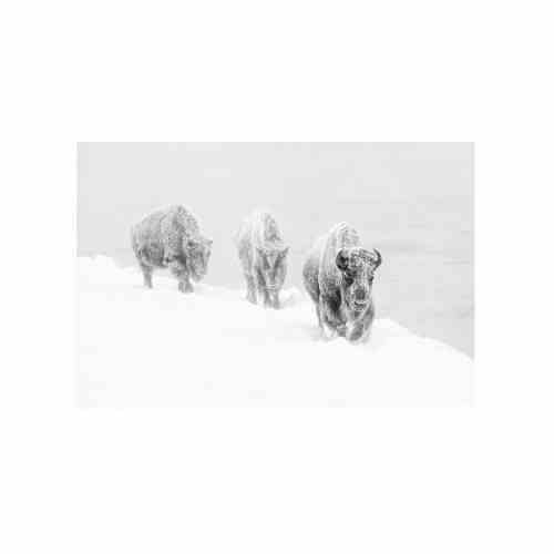 Bilde av Glass picture Bison walking through deep snow
