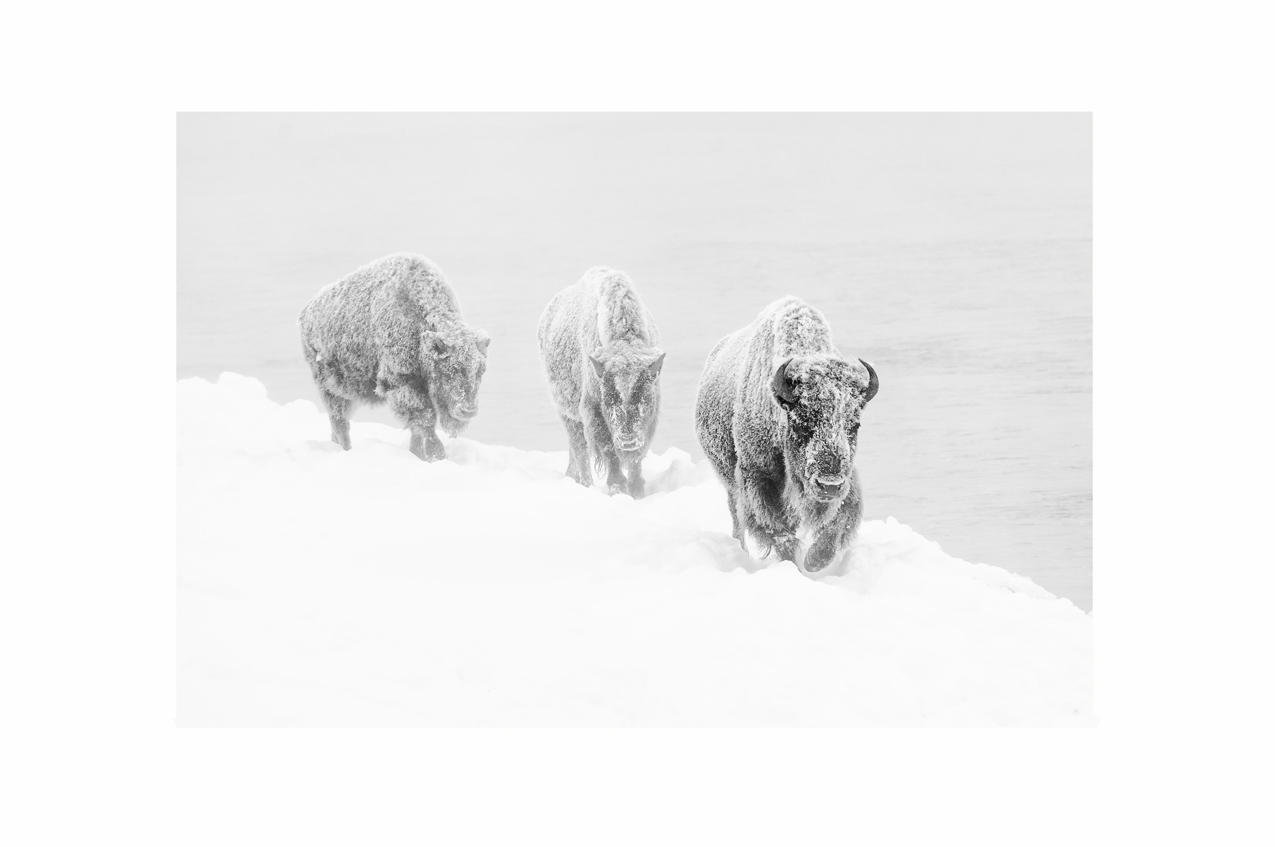 Bilde av Glass picture Bison walking through deep snow