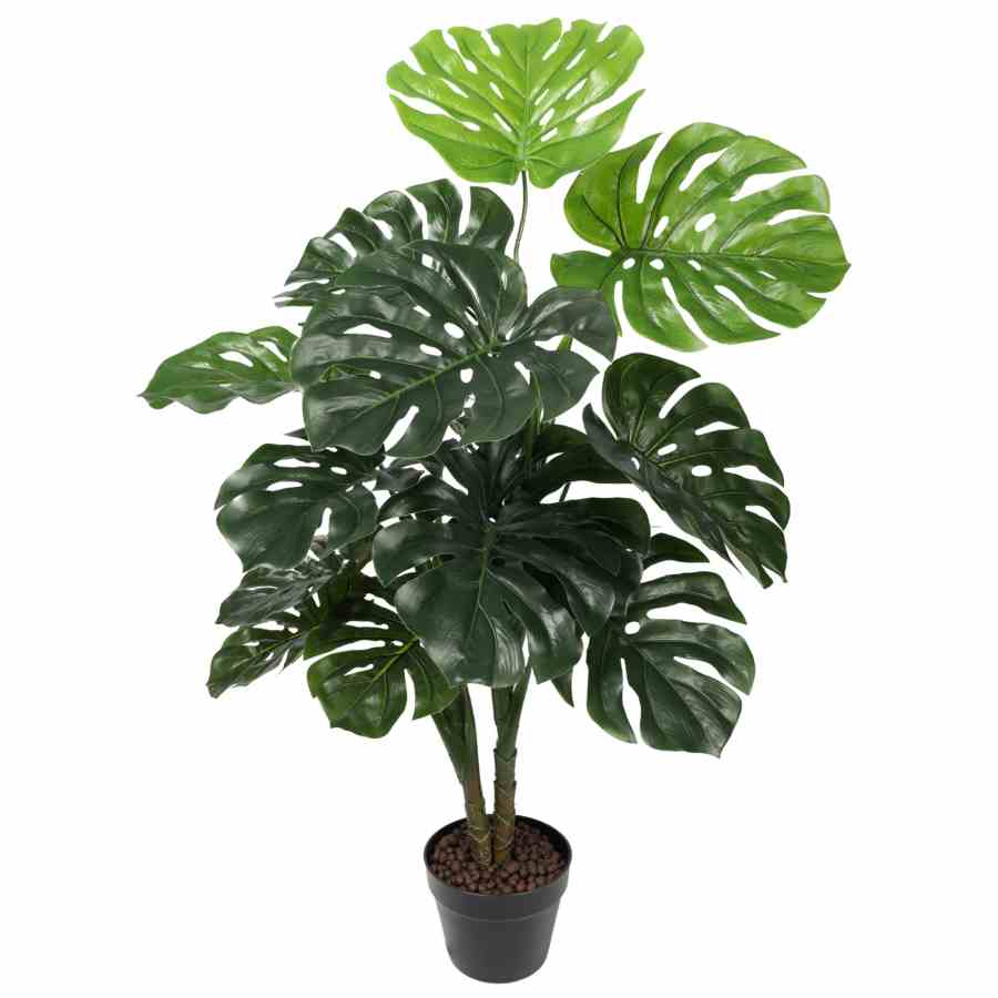 Bilde av Monsteras plants tree 100cm Indoor