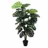 Bilde av Monsteras plants tree 140cm Indoor