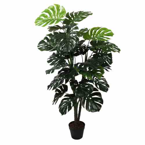 Bilde av Monsteras plants tree 140cm Indoor