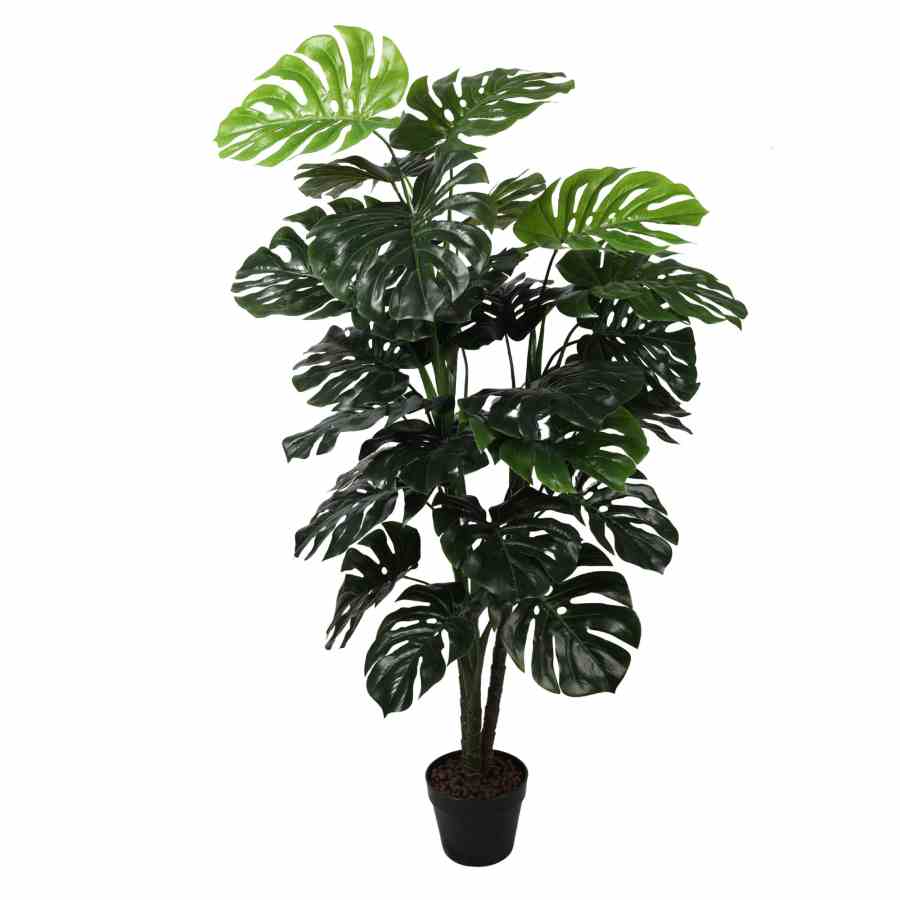 Bilde av Monsteras plants tree 140cm Indoor