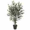 Bilde av Olive tree with wood trunk 90cm Indoor