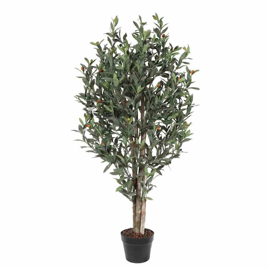 Bilde av Olive tree with wood trunk 120cm Indoor