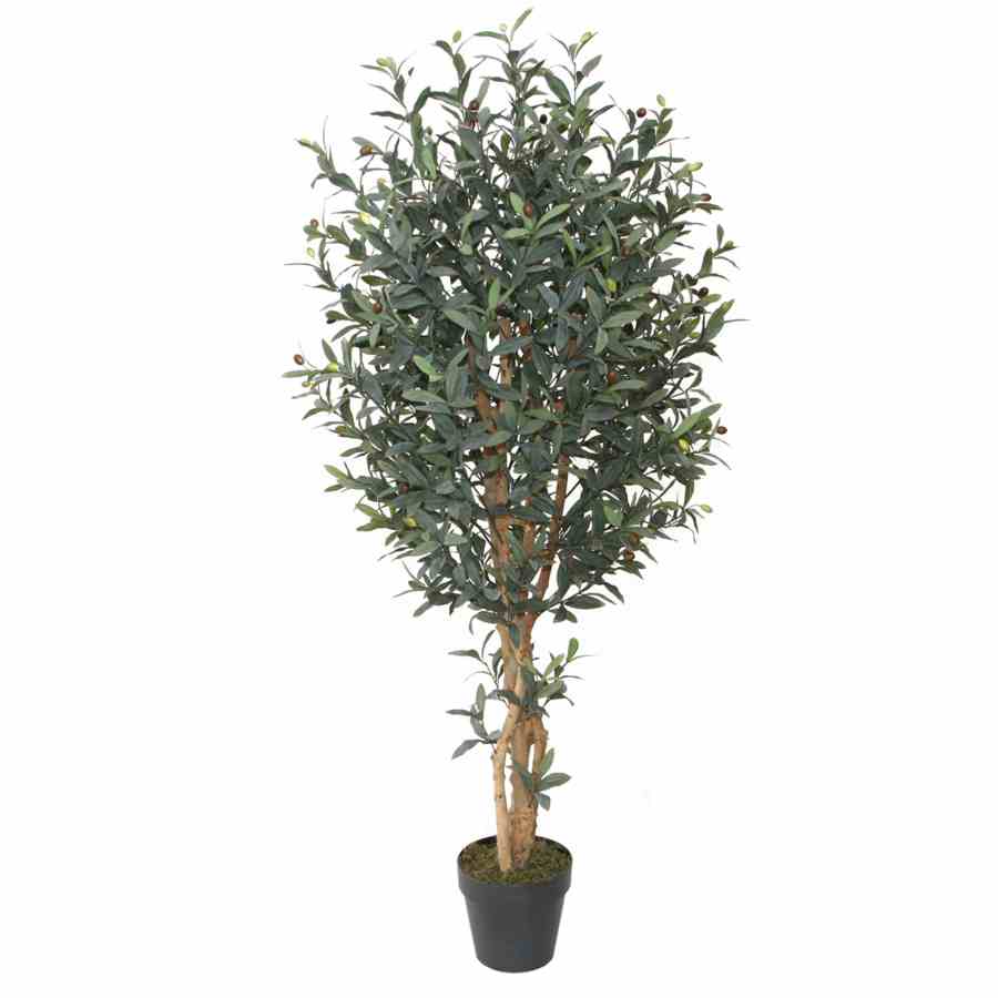 Bilde av Olive tree with wood trunk 180cm Indoor
