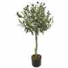 Bilde av Olive tree with olives 90cm Indoor