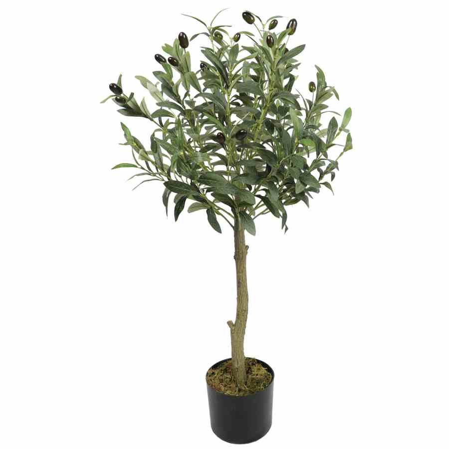 Bilde av Olive tree with olives 90cm Indoor