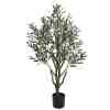 Bilde av Olive tree with olives 125cm Indoor