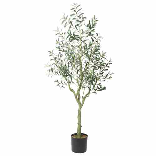 Bilde av Olive tree with olives 170cm Indoor