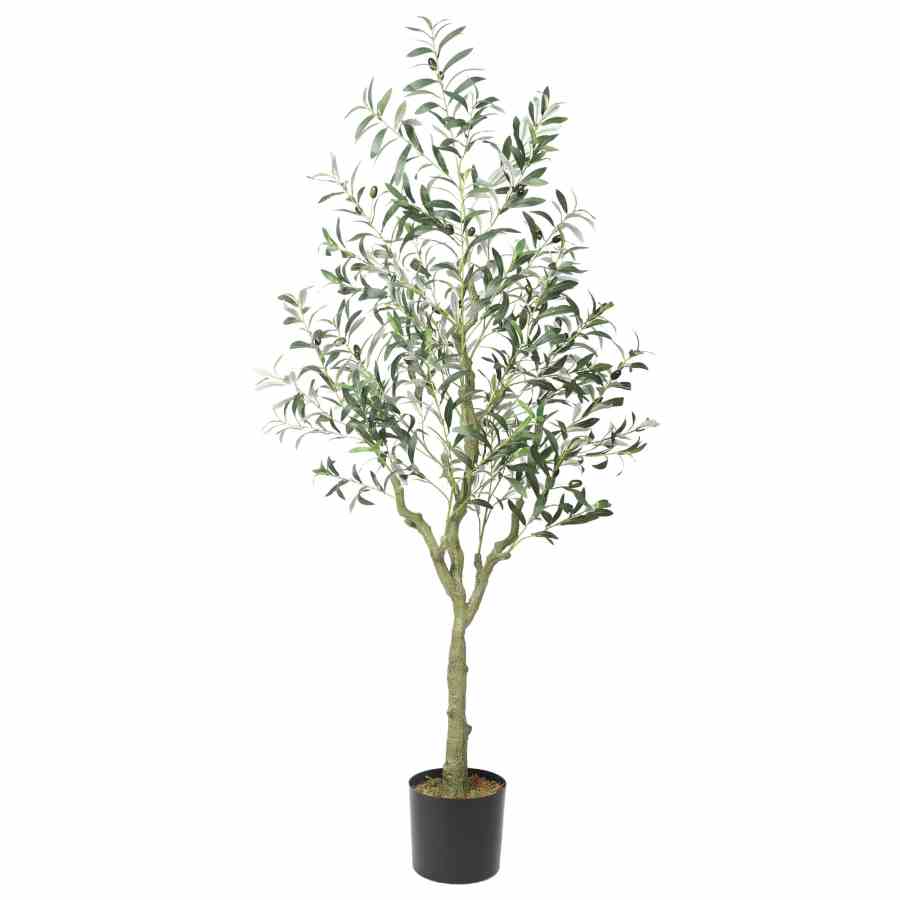 Bilde av Olive tree with olives 170cm Indoor