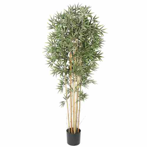 Bilde av Premium Bamboo real trunk 180cm Indoor / Outdoor