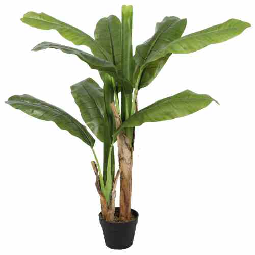 Bilde av Banana tree 120cm Indoor