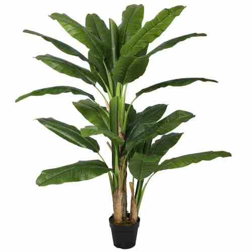 Bilde av Banana tree 150cm Indoor