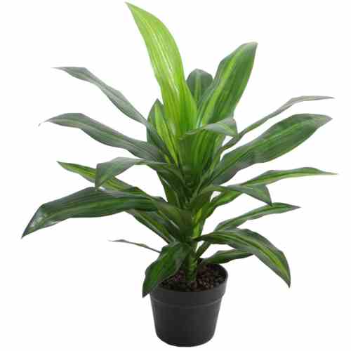 Bilde av Premium Dracaena Tree 60cm Indoor