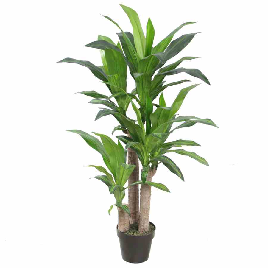 Bilde av Premium Dracaena Tree 110cm Indoor