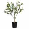 Bilde av Olive Tree with Leaves 60cm Indoor / Outdoor