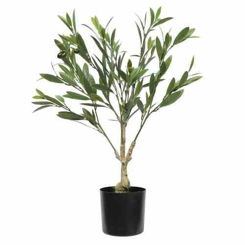 Bilde av Olive Tree with Leaves 60cm Indoor / Outdoor