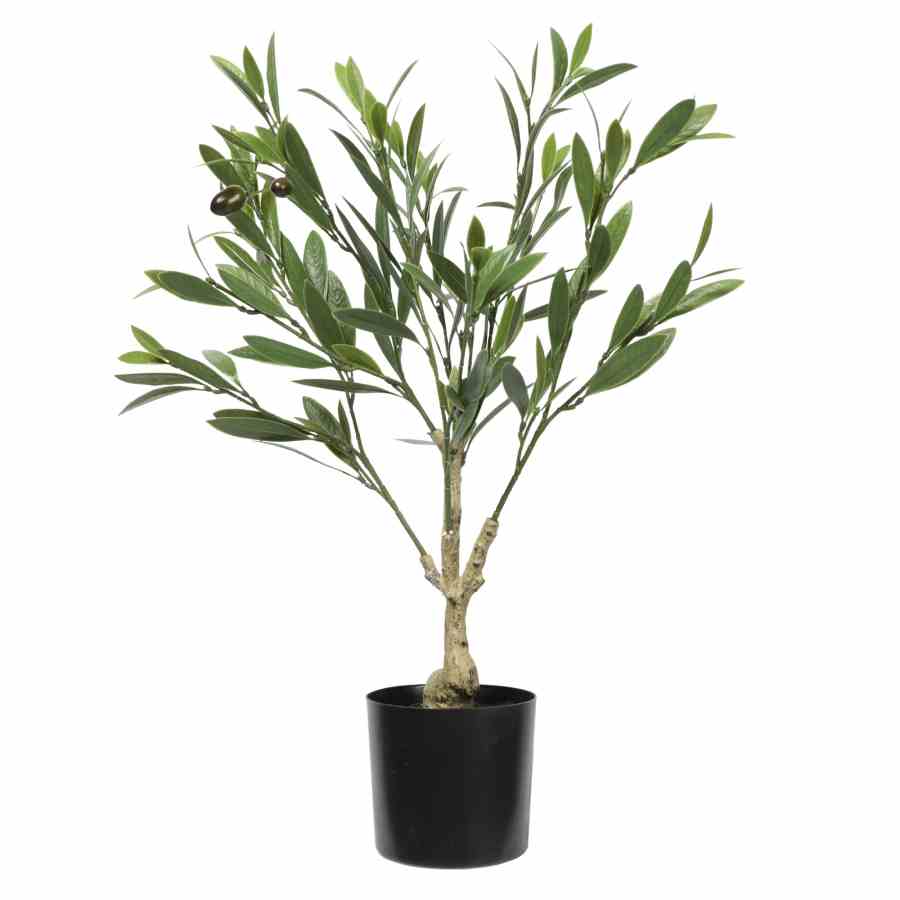 Bilde av Olive Tree with Leaves 60cm Indoor / Outdoor