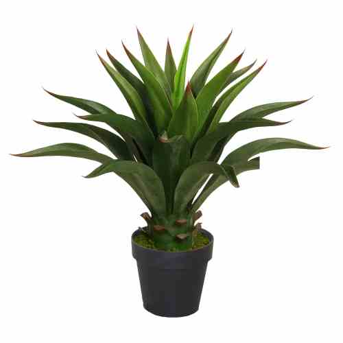 Bilde av Premium Crown Agave 60cm Indoor