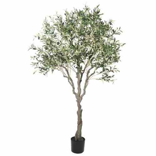 Bilde av Olive Tree 200cm Indoor
