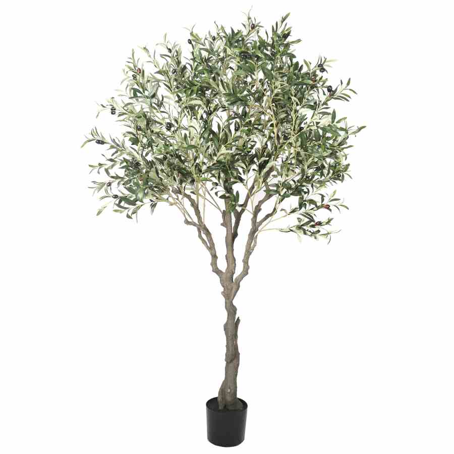 Bilde av Olive Tree 200cm Indoor