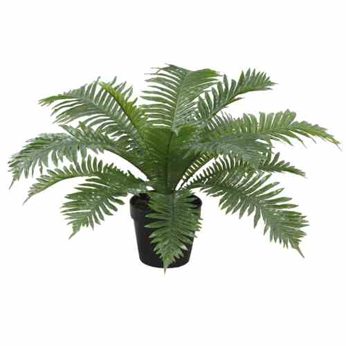 Bilde av Exclusive Boston Fern 50cm Indoor