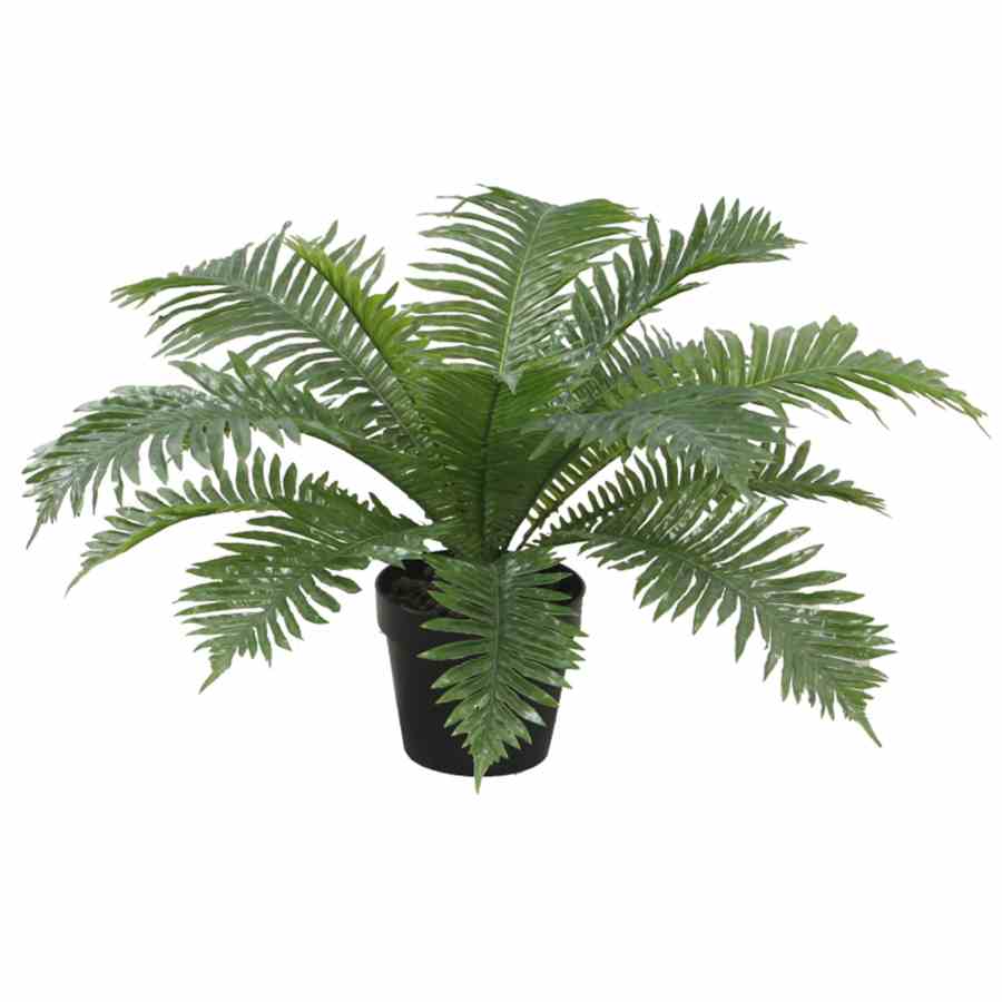 Bilde av Exclusive Boston Fern 50cm Indoor