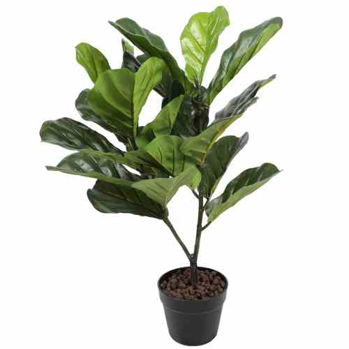 Bilde av Fiddle Leaf Fig Tree 75cm Indoor