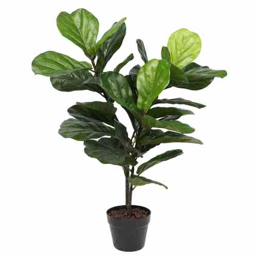 Bilde av Fiddle Leaf Fig Tree 100cm Indoor