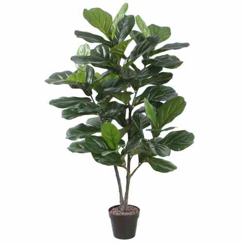 Bilde av Fiddle Leaf Fig Tree 120cm Indoor