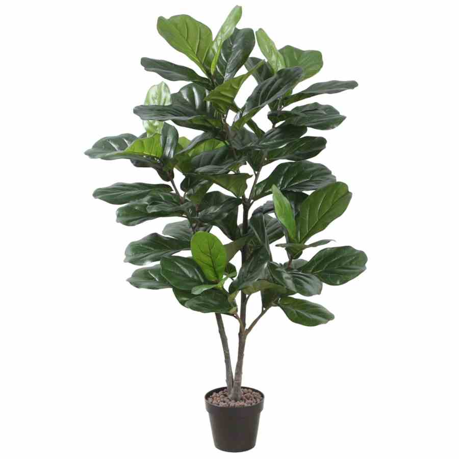 Bilde av Fiddle Leaf Fig Tree 120cm Indoor