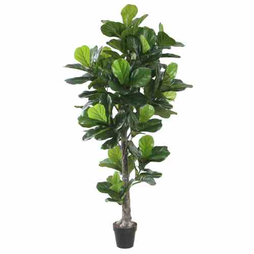 Bilde av Fiddle Leaf Fig Tree 190cm Indoor