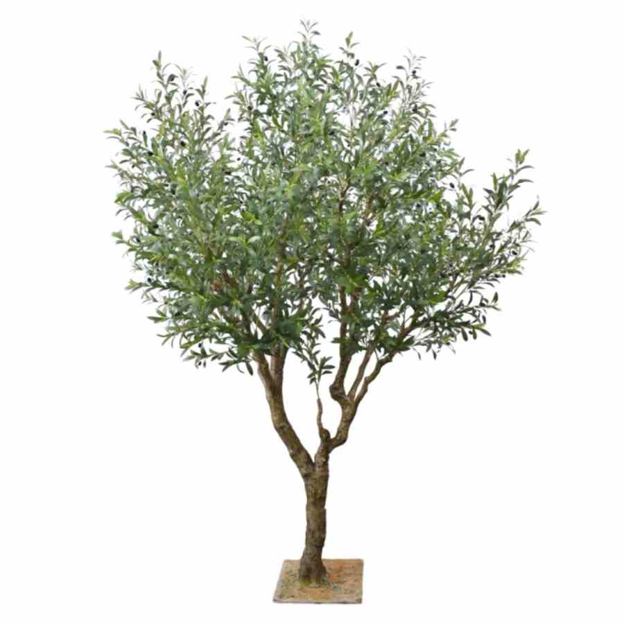 Bilde av Olive Tree 240cm bredde 160cm Indoor