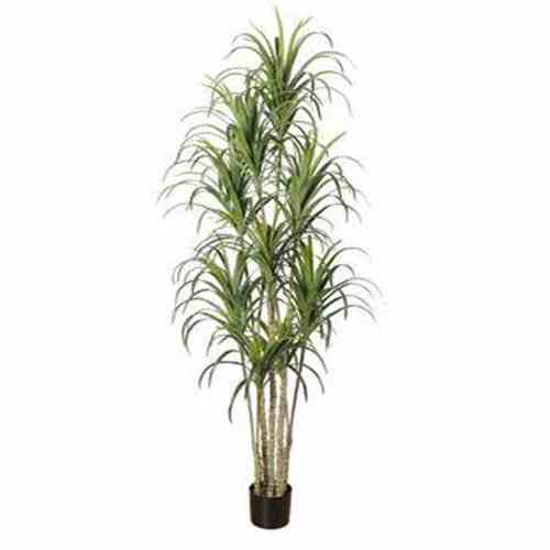 Bilde av Premium Agave Tree 240CM Indoor
