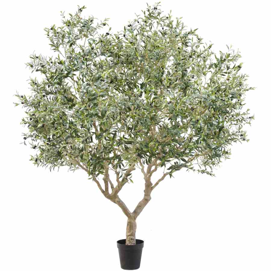 Bilde av Olive Tree Disassembled 270CM Indoor KD