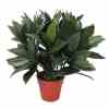 Bilde av Bay Laurel Plants 35cm Indoor / Outdoor