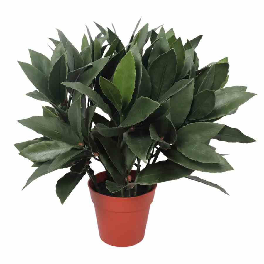 Bilde av Bay Laurel Plants 35cm Indoor / Outdoor