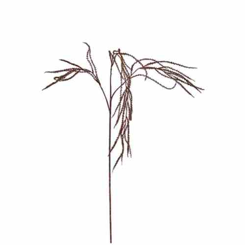 Bilde av Cimicifugae stem H64cm Light Coffe